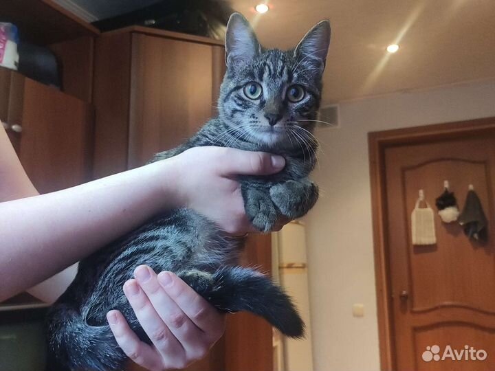Котенок