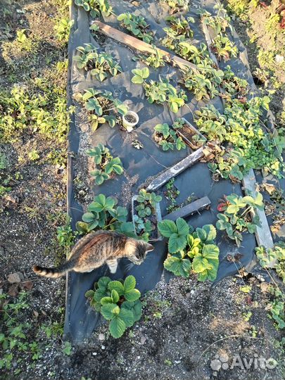 Рассада клубники нескольких сортов