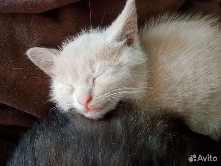 Котик в хорошие руки