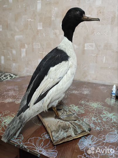 Чучело птицы