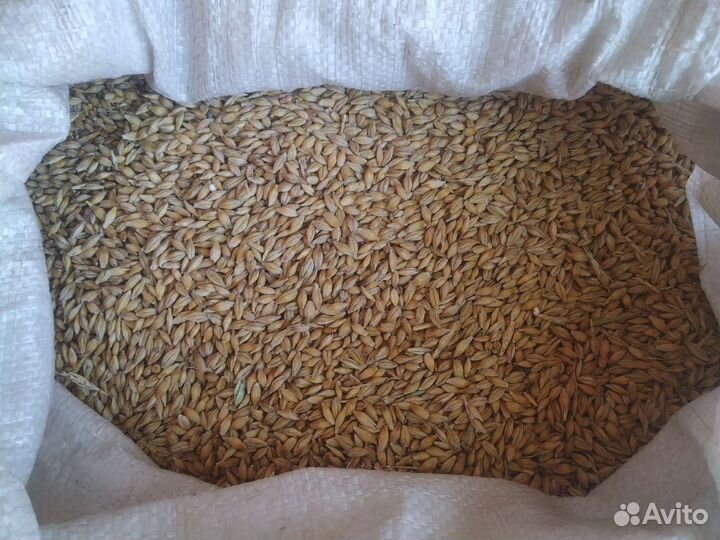 Зерно, семечки