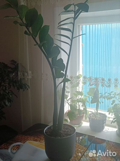 Денежное дерево