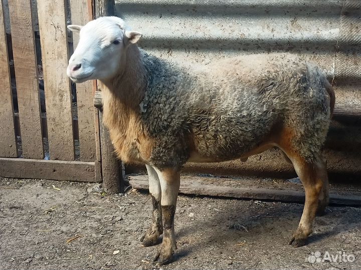 Баран катумской породы