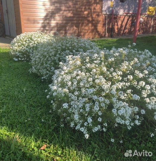 Алиссум вегетативный сноу принцесс