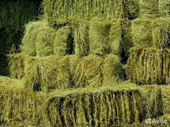 Сено в тюках примерно 15кг