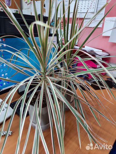 Драцена, Замиокулькас