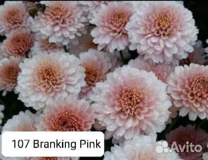 Хризантемы мультифлора