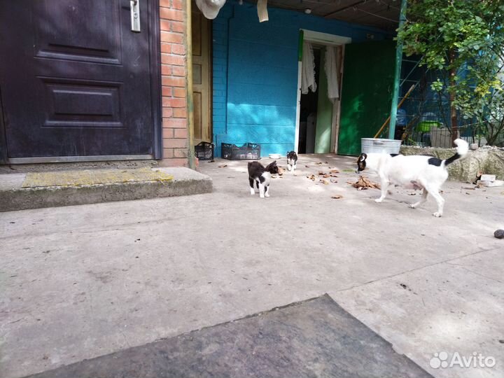 Коты мышеловы