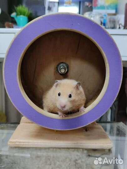 Колесо для грызунов деревянное 19 см