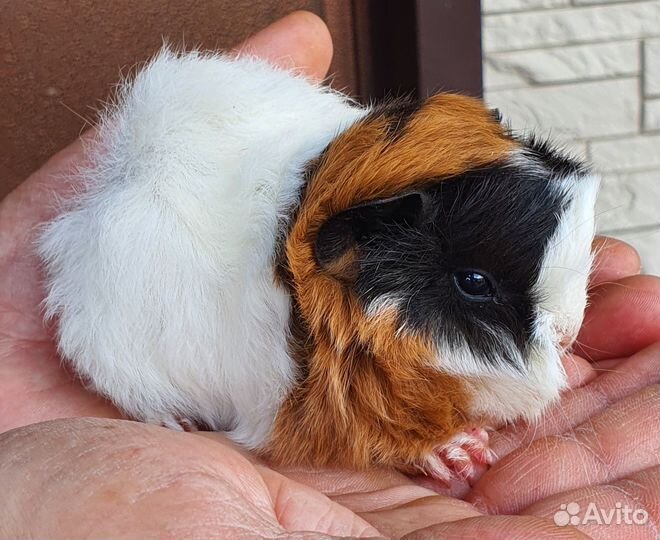 Морские свинки