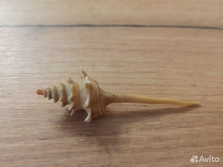 Морская раковина