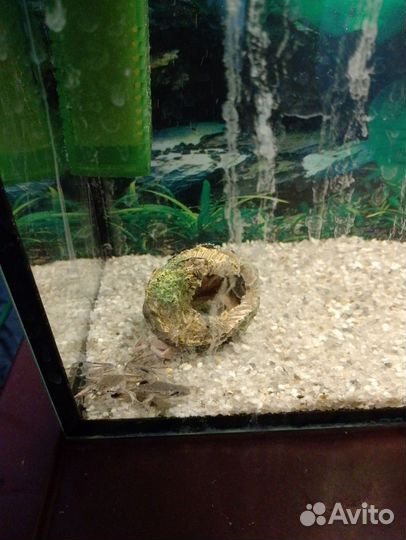 Аквариум с лягушками