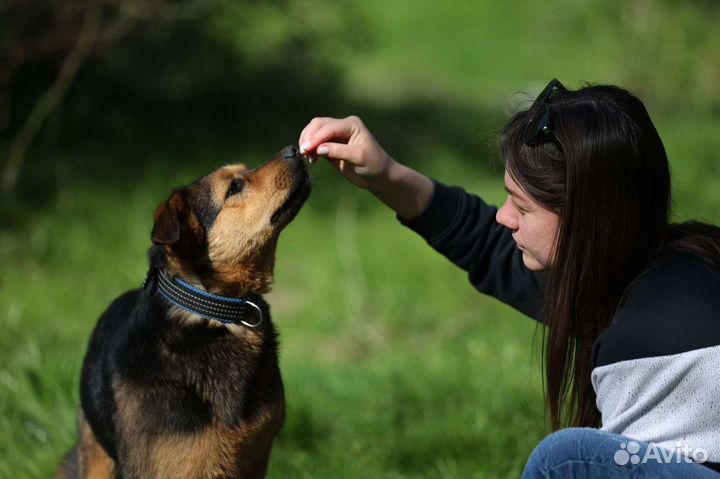 Собака ищет хозяина
