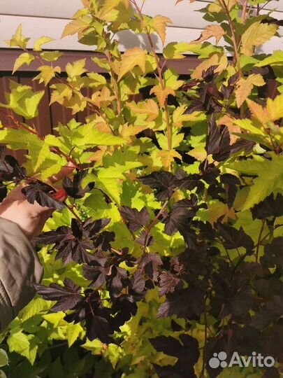 Пузыреплодник