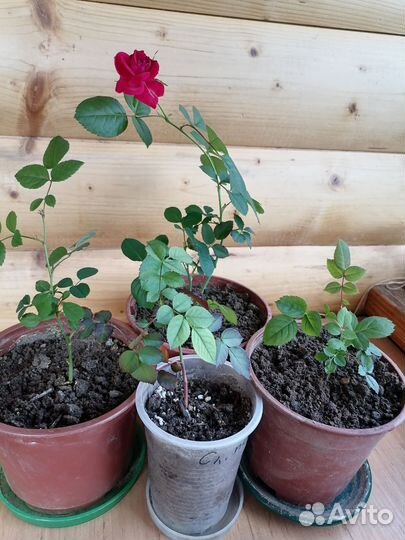 Комнатные цветы розы