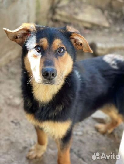 Щенки мальчики в добрые руки, 8 мес