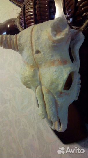 Череп для Террариума