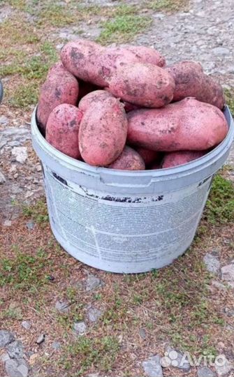 Продам картофель