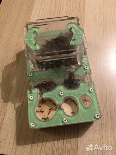 Колония муравьев