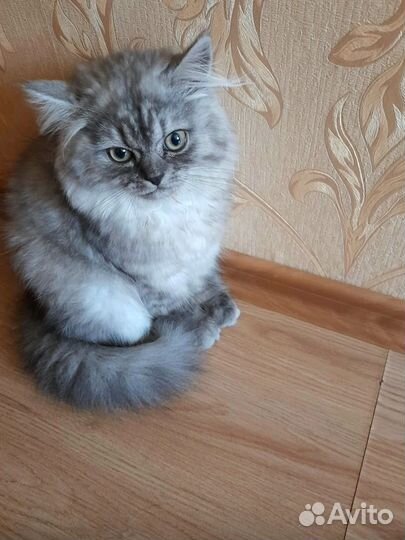 Котенок - девочка