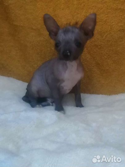 Голый мини парень