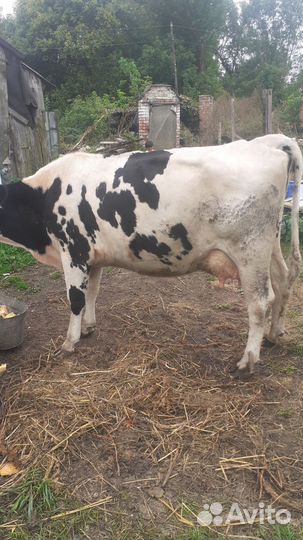 Корова и бычок