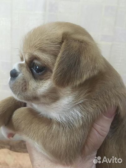 Щенки пти брабансона