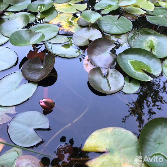 Нимфея - водяная лилия. Растение для пруда