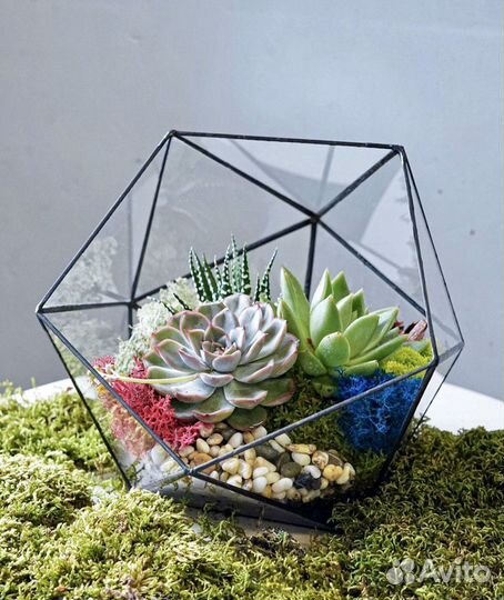 Суккуленты, флорариум
