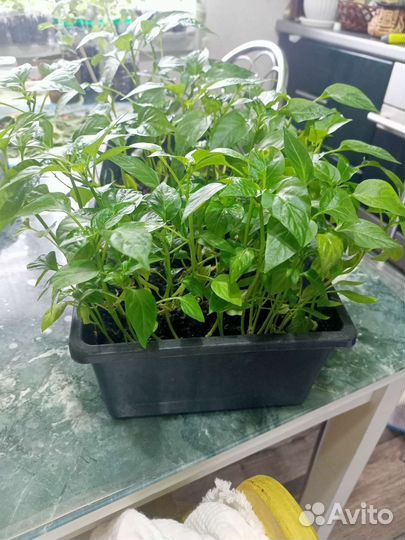 Рассада перцев