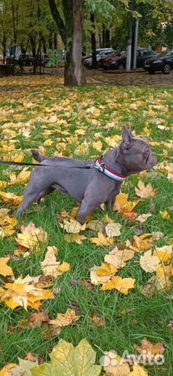 Франзуский бульдог лиловый вязка