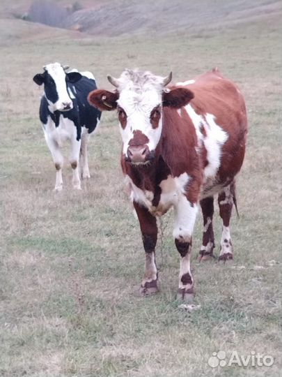 Нетель стельная. Цена договорная