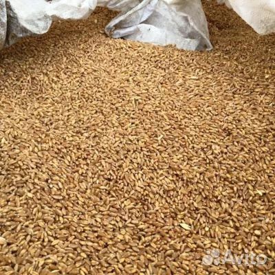 Зерно пшеница