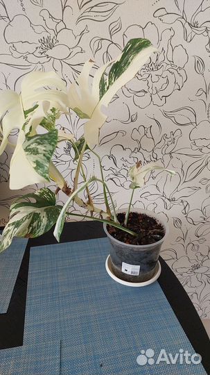 Монстера альба