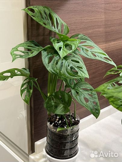 Монстера Адансона (манки), сингониум