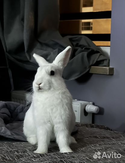 Декоративные кролики