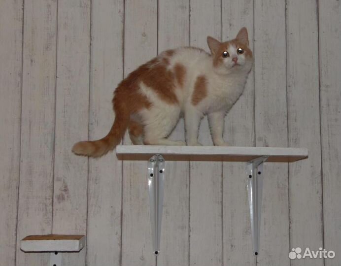 Зайка в семью