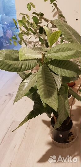 Мушмула Японская, Кофе Арабика, Кардамон, Розмарин