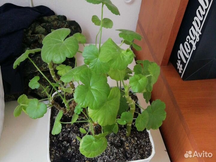 Пеларгония герань розебудная красная