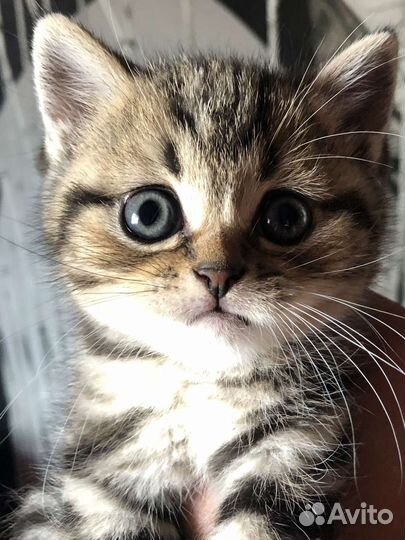 Шотландская вислоухая