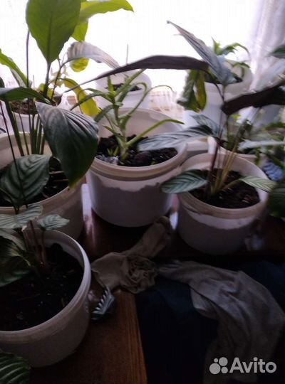 Комнатные цветы антуриум