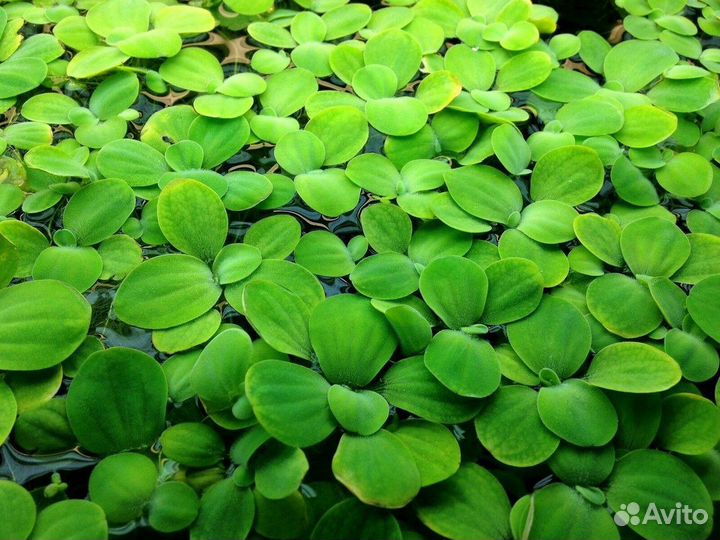 Растение для аквариума Пистия + ряска, + улитка