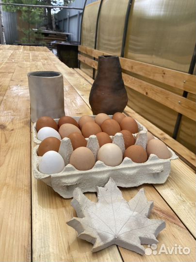 Домашние куриные яйца