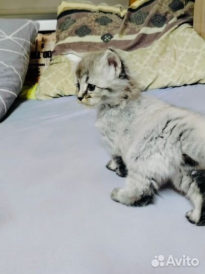 Котята мейн-кун