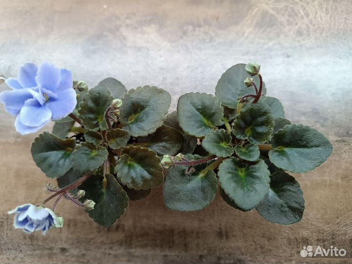 Фиалка Н-Серебряный дым