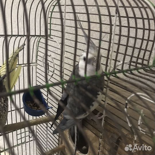 Пара корелл