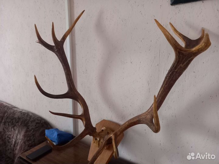 Продам рога оленя