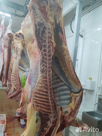 Продам мясо конина