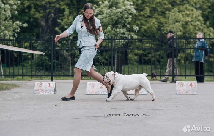 Английский бульдог вязка
