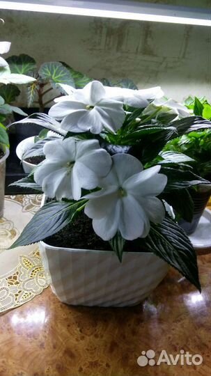 Бальзамин новогвинейский